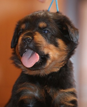 rott pups