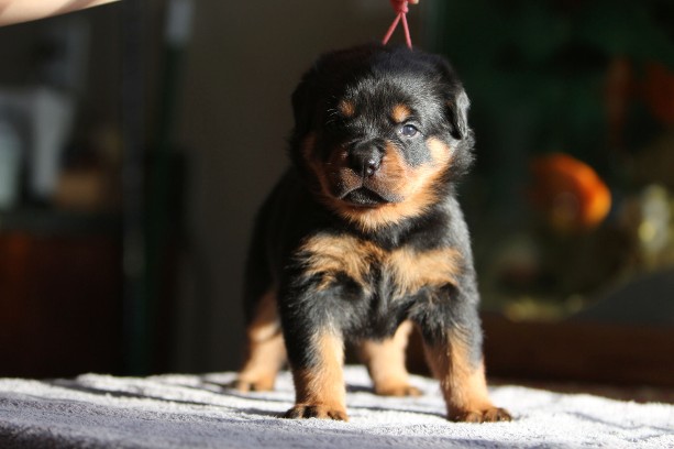 large rottweiler puppy