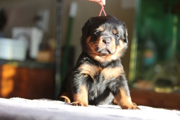 rottweiler pups