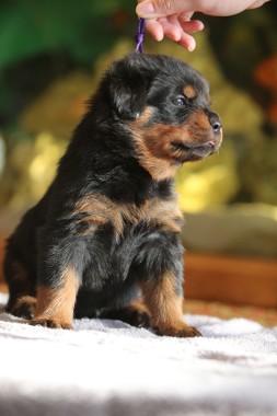 beautiful rottweiler pup