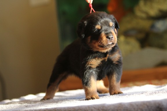 german rottweiler puppies