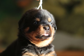 rottweiler puppies