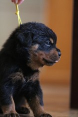 rottweiler pups