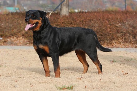 rottweiler stud service