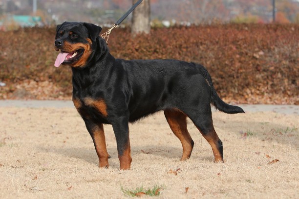 female rottweiler