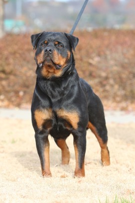 female rottweiler