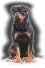 Rottweiler stud service