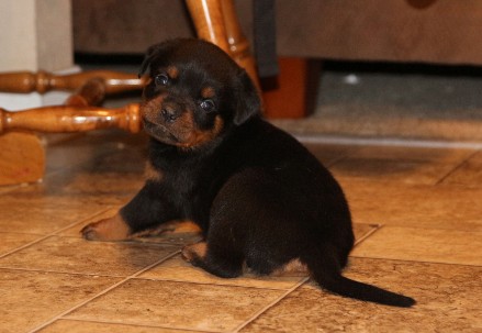tennessee rottweiler puppies