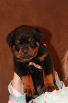 tennessee rottweiler puppies