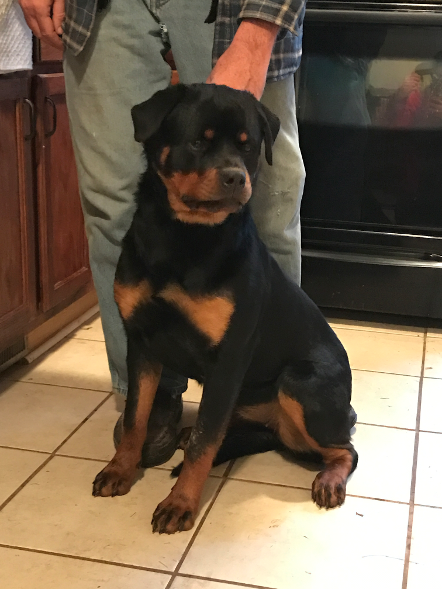 tennessee rottweiler puppies