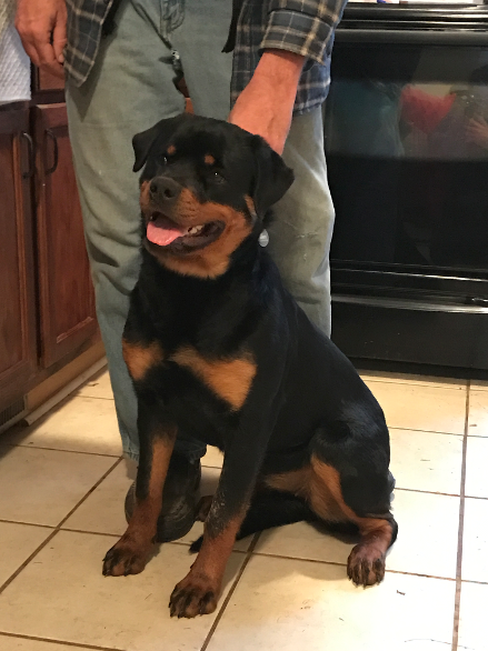 tennessee rottweiler puppies