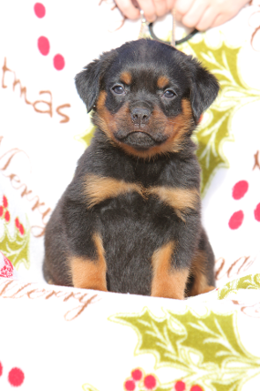 rottweiler puppies female