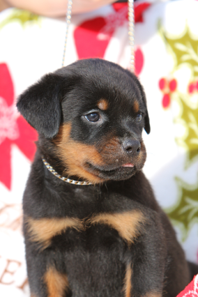 rottweiler puppy female2a