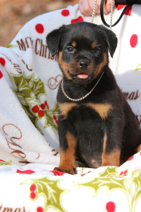 rottweiler puppy female