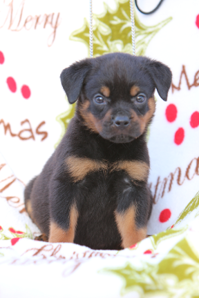 tennessee rottweiler pups
