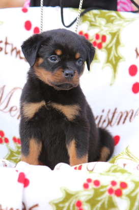 rottweiler puppies
