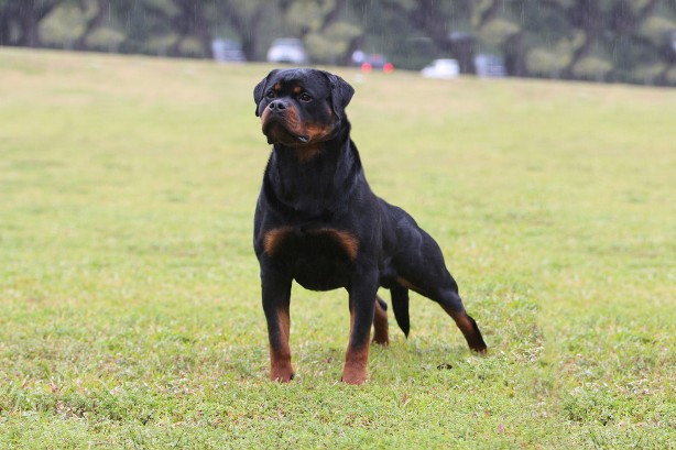 ajax serbian rottweiler stud