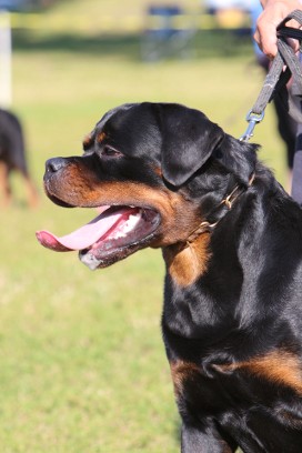 ajax serbian rottweiler stud service