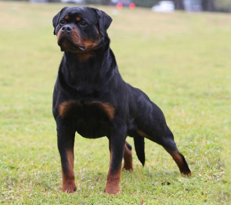 rottweiler stud service