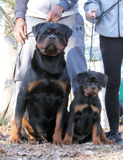 rottweiler puppies
