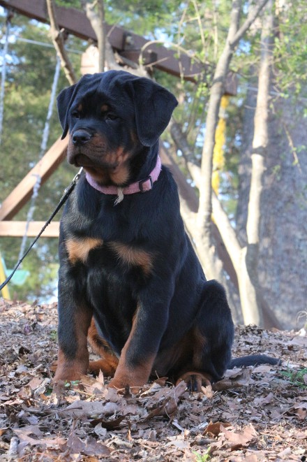 rottweiler puppies