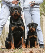 rottweiler pictures