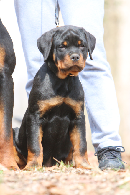 rottweiler puppies