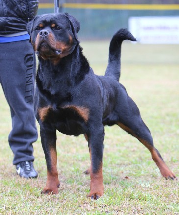 ROTTWEILER STUD SERVICE