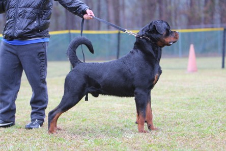 male rottweiler stud california