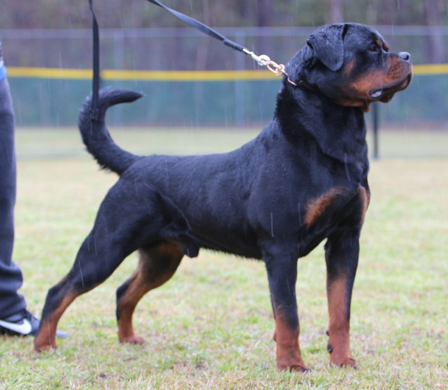 ajax serbian rottweiler stud