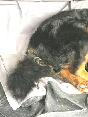 rottweiler incorrect coat