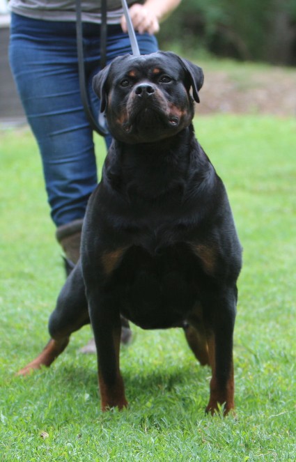 rottweiler female in california