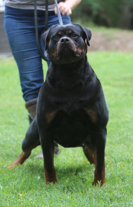 rottweiler female in california