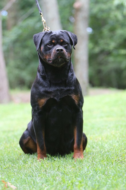 rottweiler female in ohio