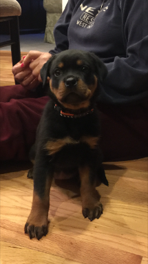 female rottweiler