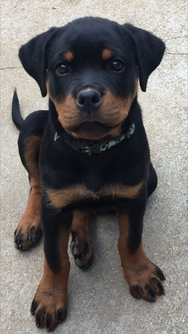female rottweiler