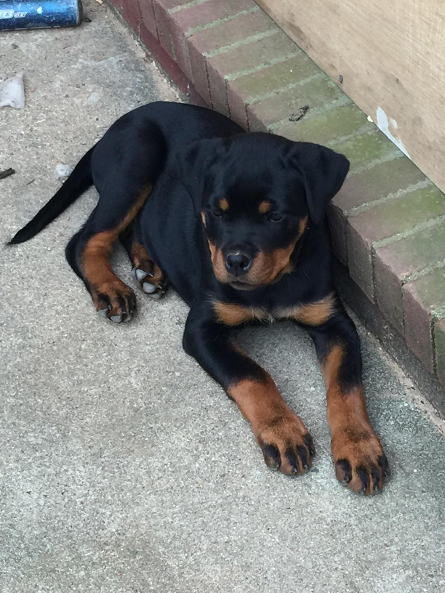 female rottweiler