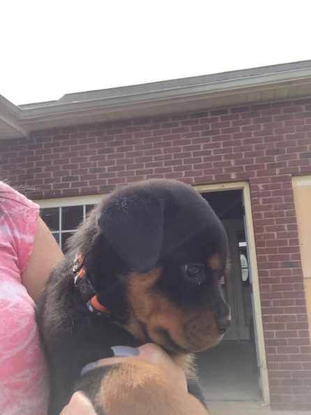 female rottweiler