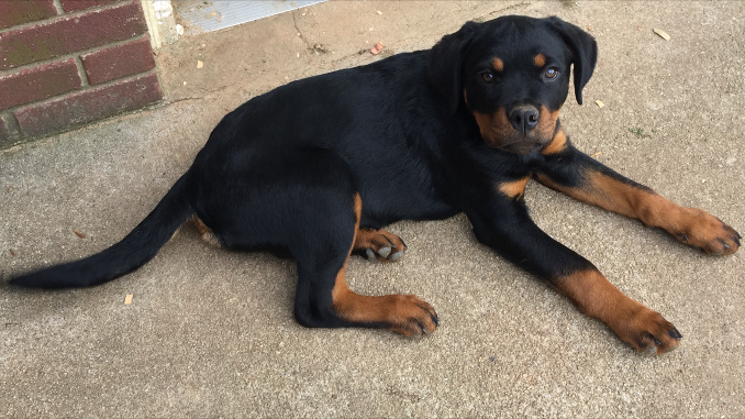 female rottweiler