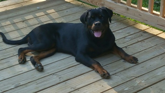 tennessee rottweiler puppies