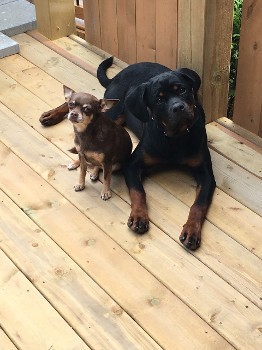 rottweiler breeder puppies