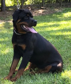 rottweiler male puppy