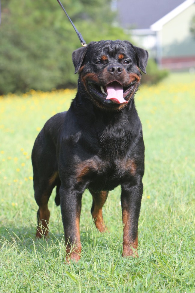 ROTTWEILER STUD MALE GEORGIA