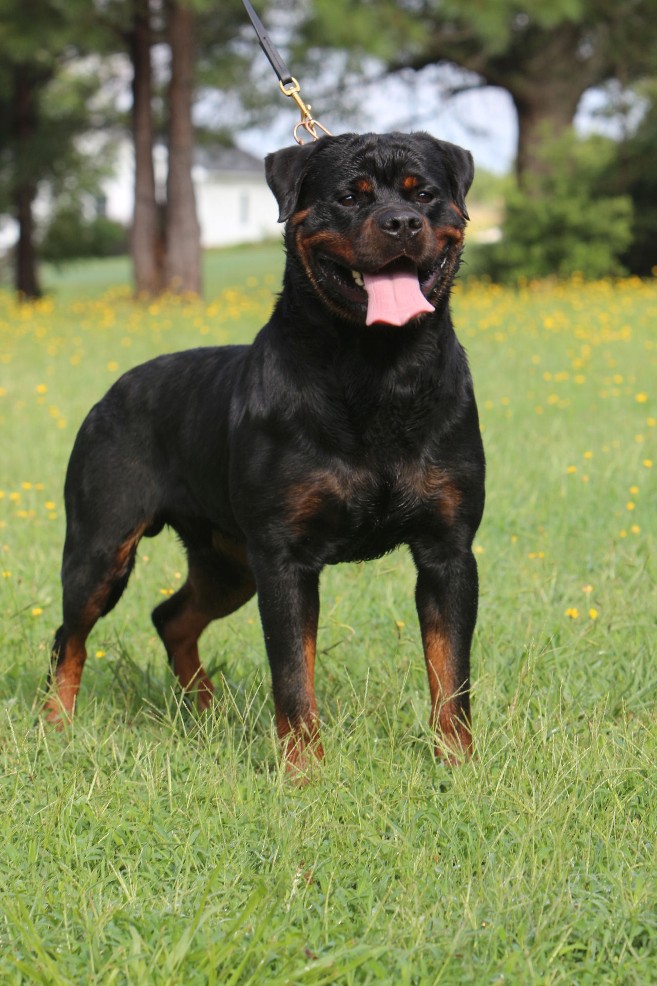 ROTTWEILER STUD MALE GEORGIA