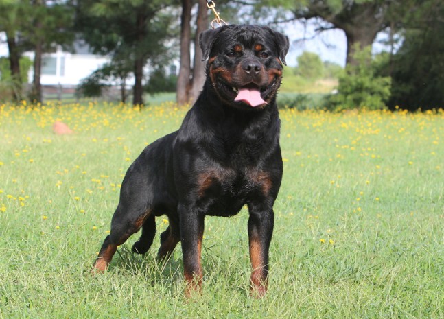 ROTTWEILER STUD MALE GEORGIA