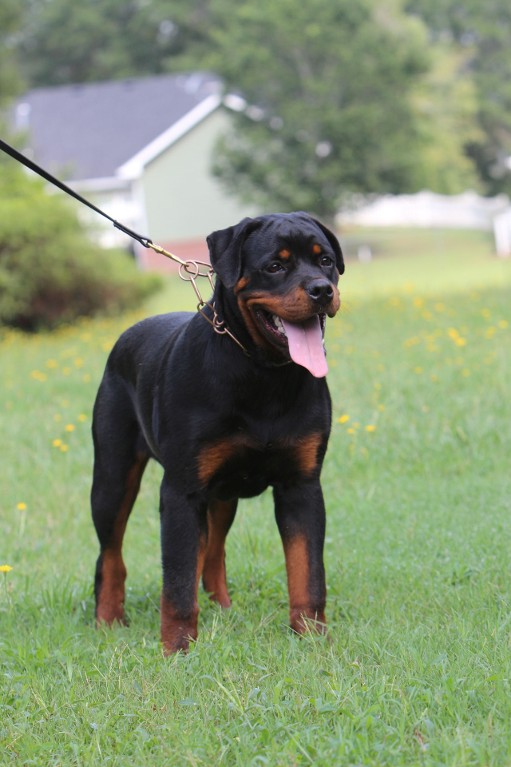 female rottweiler puppy