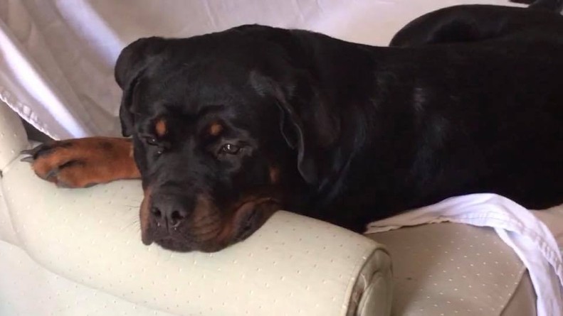 tennessee rottweiler puppies