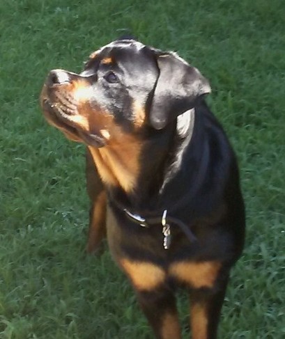 rottweiler puppies