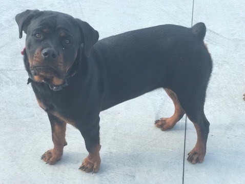 rottweiler puppies