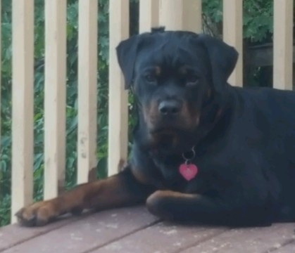 rottweiler puppies